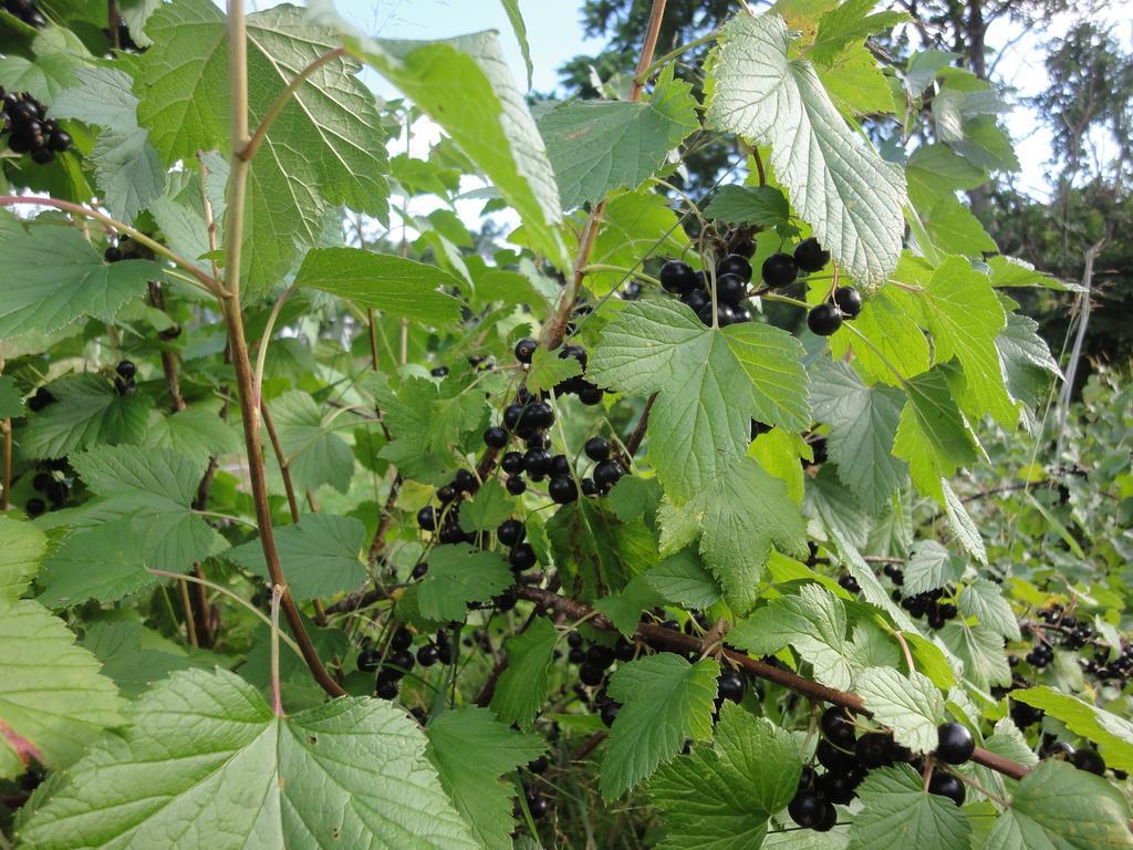 Farm Inn Anima no Sato Abashiri Esterno foto